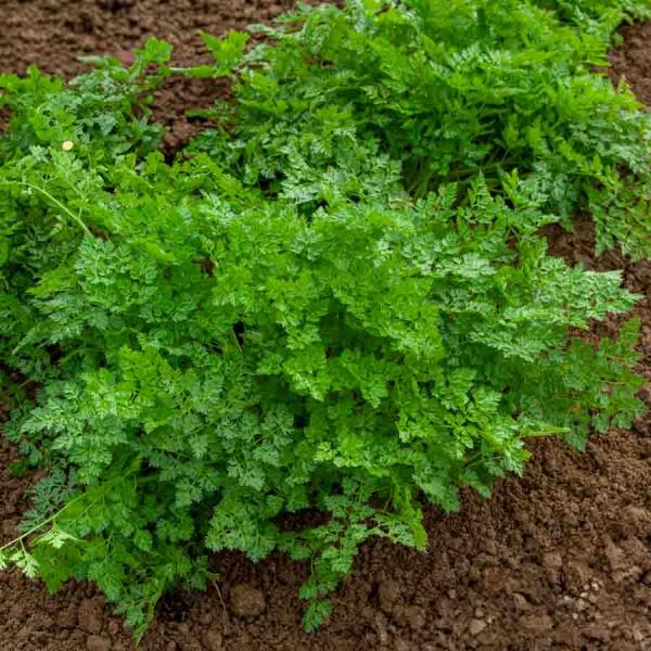 Aromatiques - Cerfeuil Commun - face recto